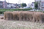 稲こぎ