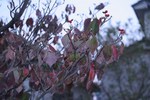061105ハナミズキ