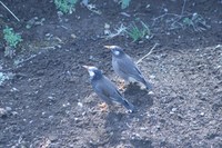070128ムクドリIMG_3486.jpg