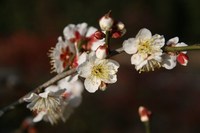 070204梅IMG_3518.jpg