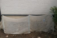 070218ネコやらいIMG_3624.jpg
