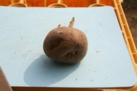 070303ジャガイモ種芋のお尻IMG_3789.jpg