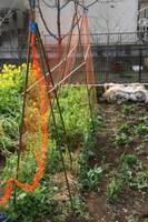 070306サヤエンドウIMG_3815.jpg