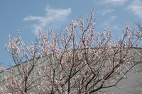 070311桜IMG_3833.jpg