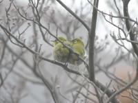 080202メジロIMG_7191.jpg