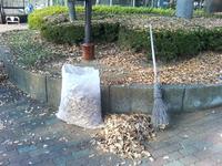 fallen_leaves.jpg